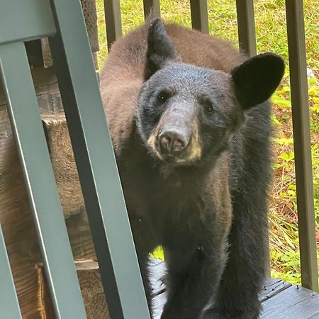 הוילה גטלינבורג Bears Among Us מראה חיצוני תמונה