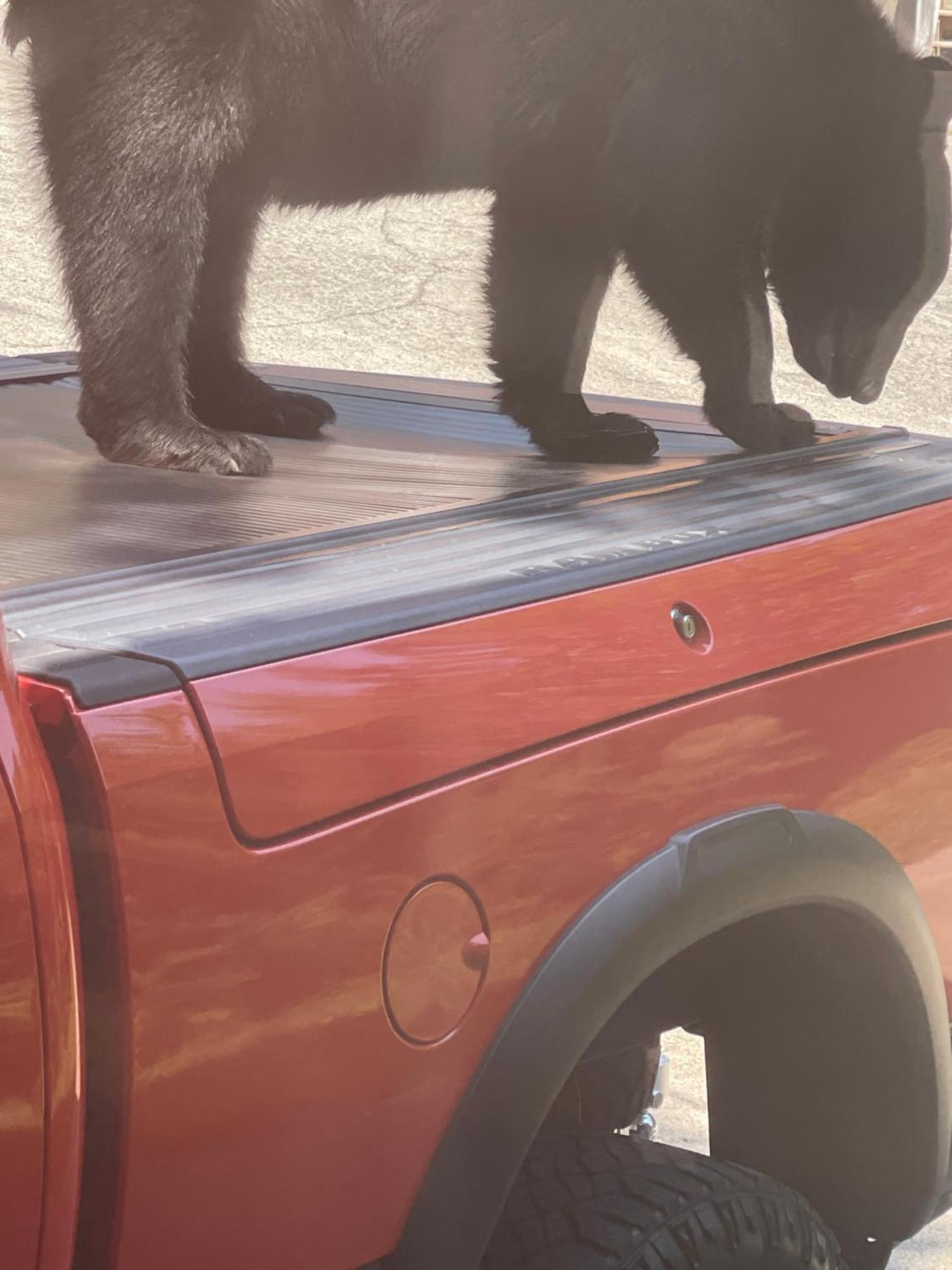 הוילה גטלינבורג Bears Among Us מראה חיצוני תמונה