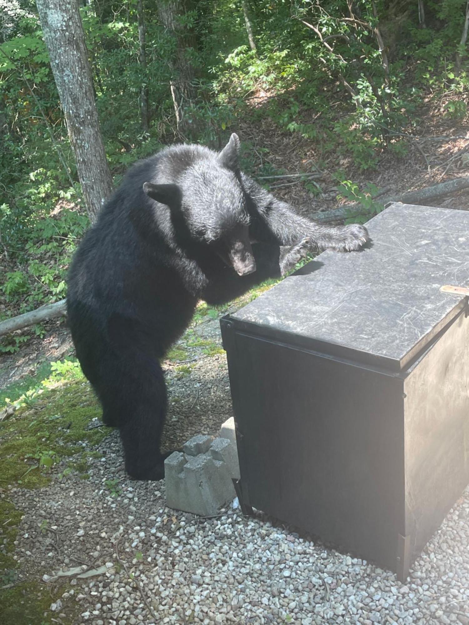 הוילה גטלינבורג Bears Among Us מראה חיצוני תמונה