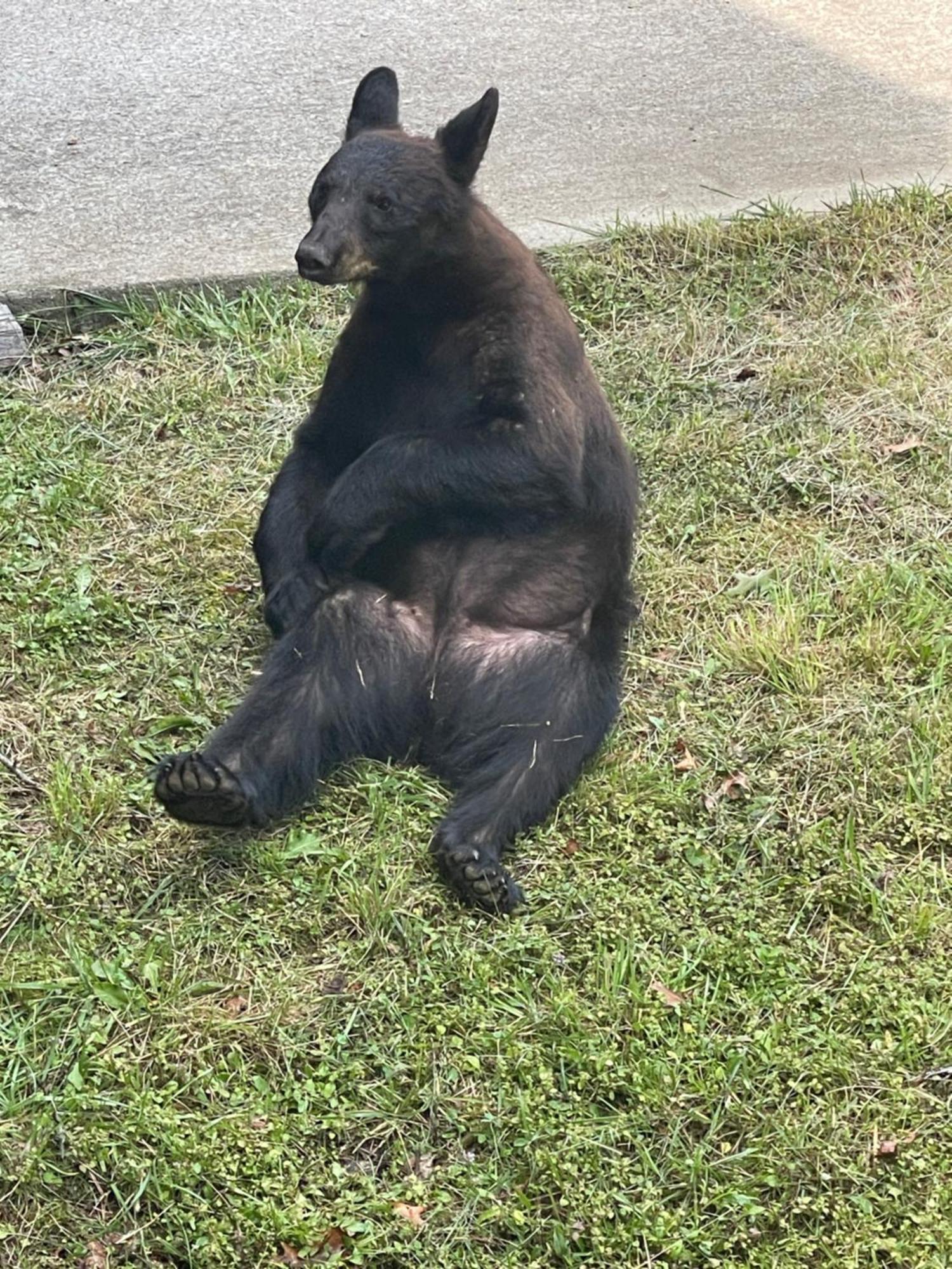 הוילה גטלינבורג Bears Among Us מראה חיצוני תמונה